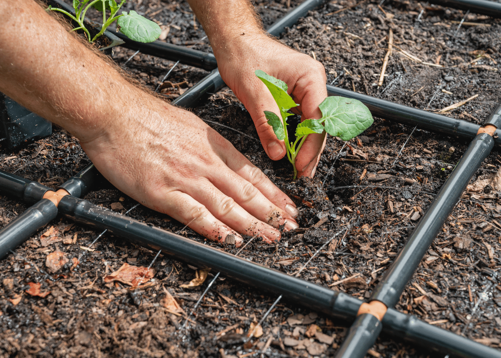 All About Square Foot Gardening – Garden In Minutes®