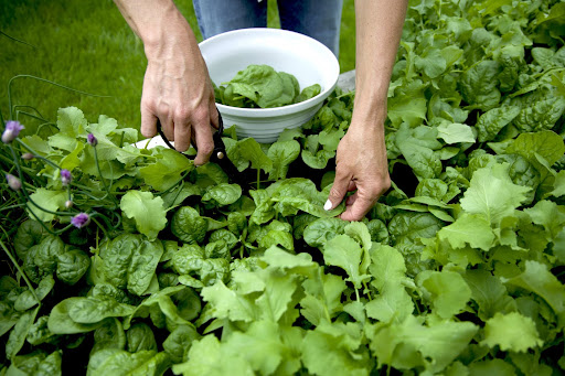 Square Foot Gardening and Why It Works (Especially for Backyard Homesteaders Like Us)