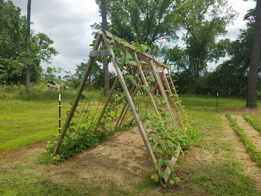 5 Creative Ways to Trellis Your Vining Veggies
