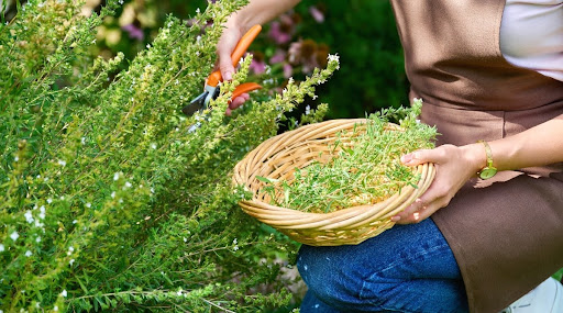 From Garden to Kitchen: The Art of Harvesting Herbs