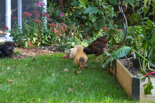A Garden Fit for Chickens: Creating Harmony Between Hens & Herbs