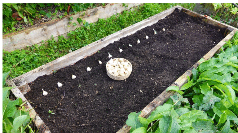 Planning Your Garlic and Onion Beds: What to Plant Before the Frost