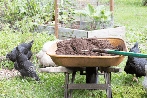 How to Use Chicken Manure in the Garden (Safely!)