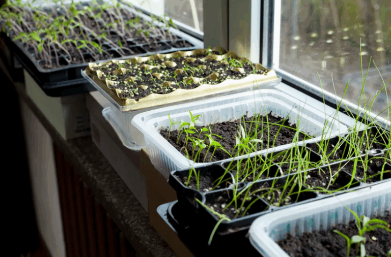 Starting Seeds in January: How to Get Ahead on Your Spring Garden Plans